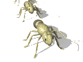 http://www.musicaecomputer.com/animated_gifs/ants/ants0011.gif